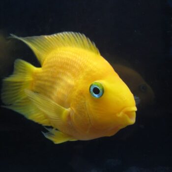 Yellow Parrot Cichlid