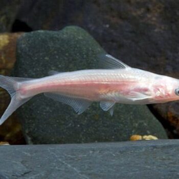 Albino Siamese Iridescent shark