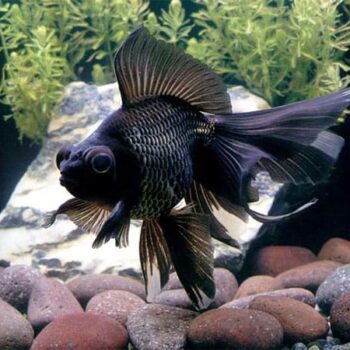 Black Moor -Telescope Goldfish.