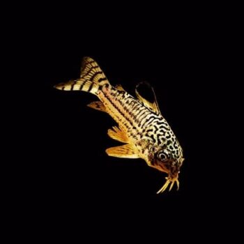 Corydoras catfish