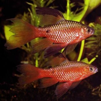 Rosy Barb Longfin