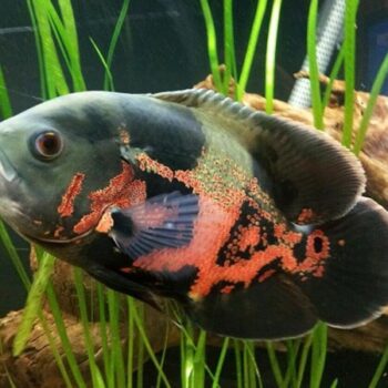 Oscar Cichlid Fish