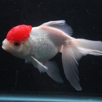 Red Cap Oranda