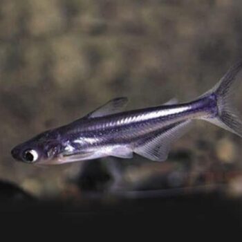 Siamese Iridescent shark