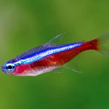 Cardinal Tetra