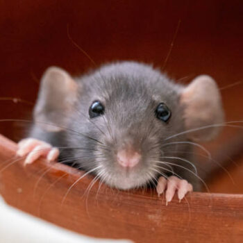 Fancy Rat