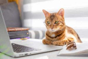 Bengal cat in glasses works at a table on a computer indoors