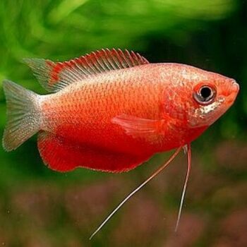 Red Robin Gourami